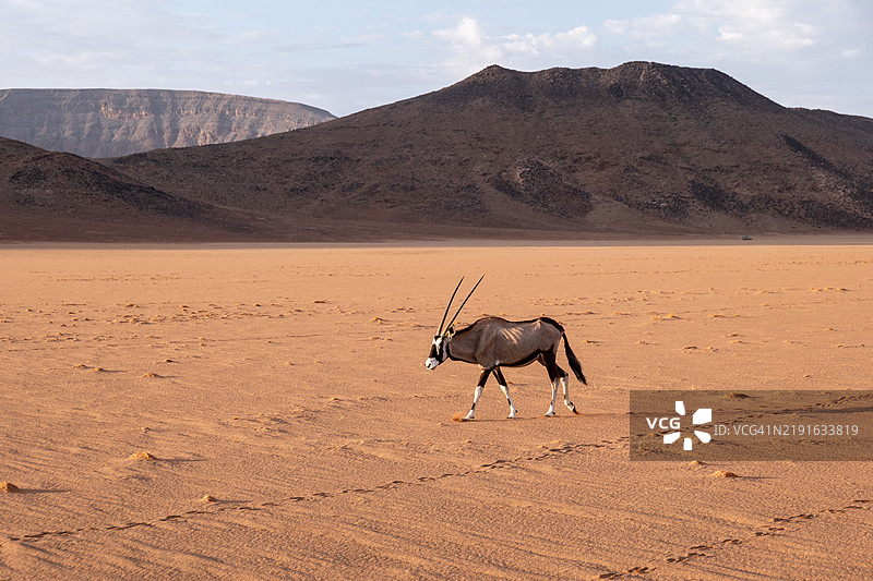 纳米比亚沙漠中的羚羊图片素材