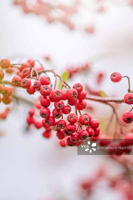 在柔和阳光下，灿烂的红色冬季浆果来自于小檗属植物Cotoneaster hylmoei。图片素材