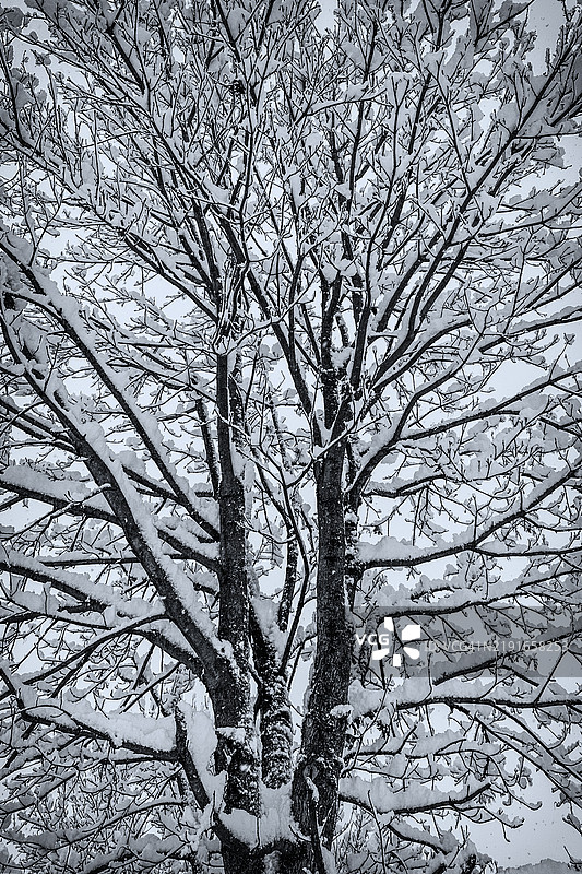 被雪覆盖的树图片素材