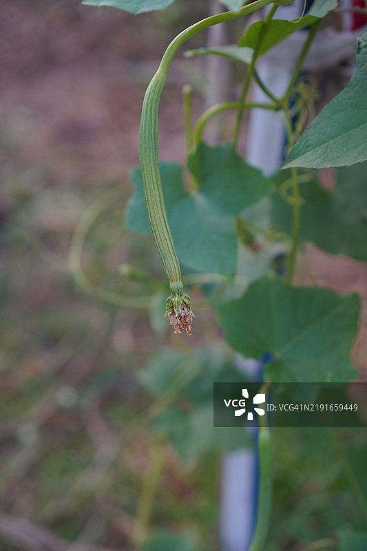 丝瓜，葫芦科，绿色新鲜蔬菜，放在棕色布料上，背景为自然花园。图片素材