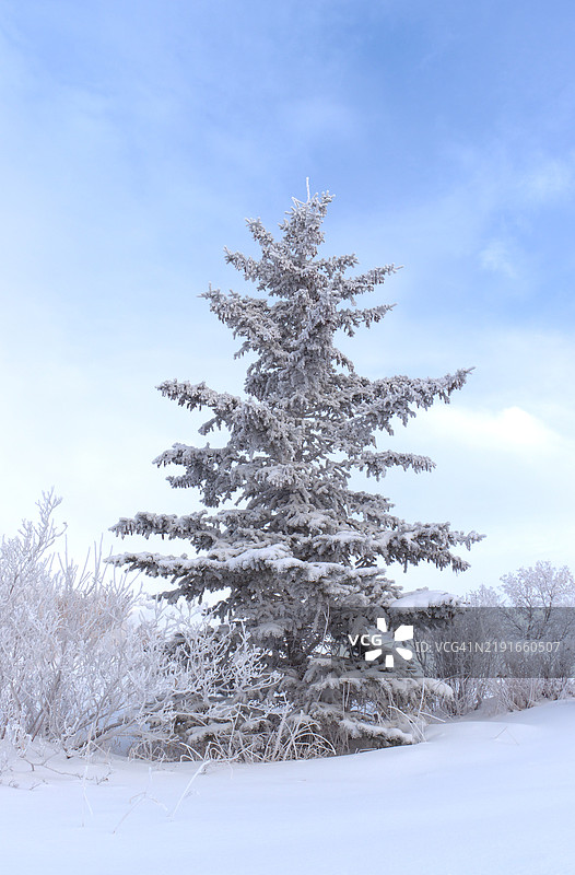 冬季松树景象图片素材