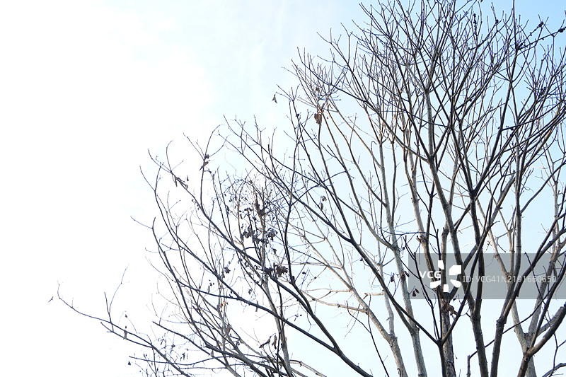 干枯的树图片素材