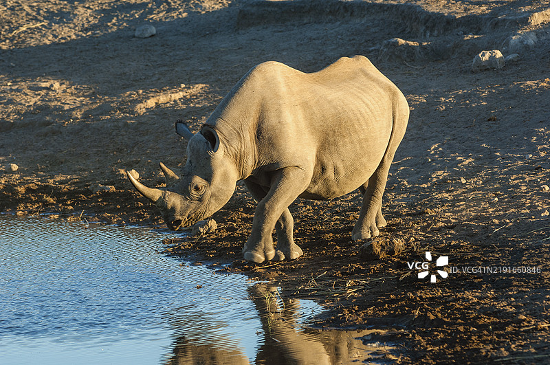 黑犀牛在水坑旁图片素材