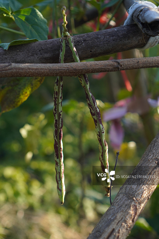 豇豆，家豆，长豆，生鲜蔬菜，盛开在自然背景中的花园里，豆科，绿豆，Canavalia ensiformis图片素材