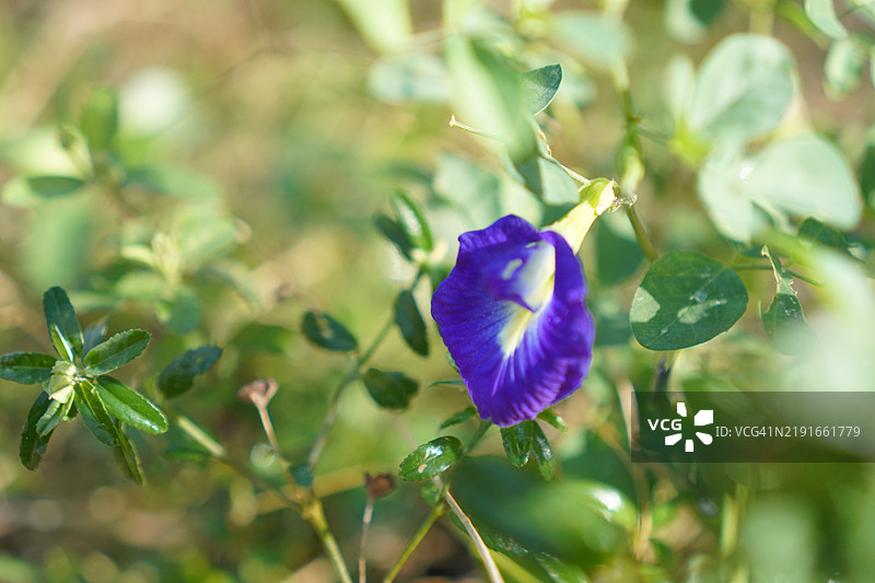 蓝色蝶豆花（Clitoria ternatea L.）在绿色模糊自然背景下的柔焦效果，盛开的藤本植物，生长在亚洲热带地区，单朵蓝色蝶豆花。图片素材
