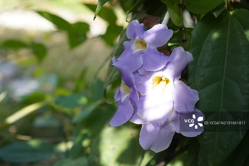 紫花泰国草药月桂钟藤，蓝色喇叭藤，月桂叶吞拿比亚，吞拿比亚·劳里佛利亚·林德尔图片素材