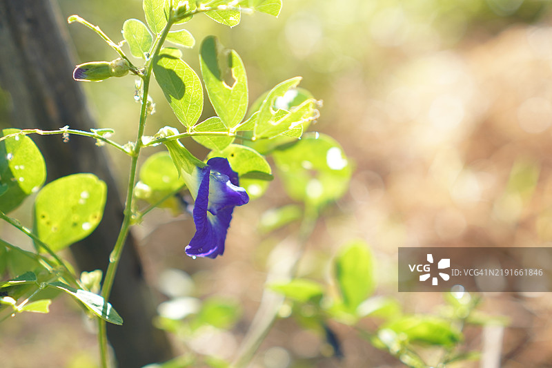 蓝色蝶豆花（Clitoria ternatea L.）在绿色模糊自然背景下的柔焦效果，盛开的藤本植物，生长在亚洲热带地区，单朵蓝色蝶豆花。图片素材