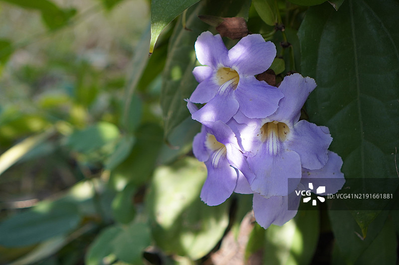 紫花泰国草药月桂钟藤，蓝色喇叭藤，月桂叶吞拿比亚，吞拿比亚·劳里佛利亚·林德尔图片素材