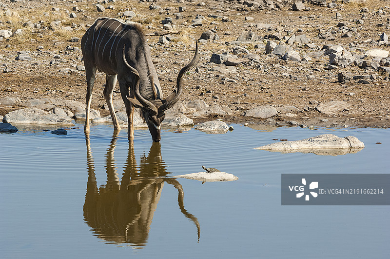 雄性大角羚在饮水图片素材