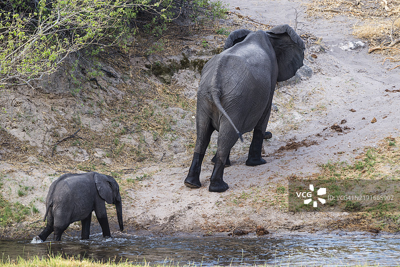 母象与小象图片素材