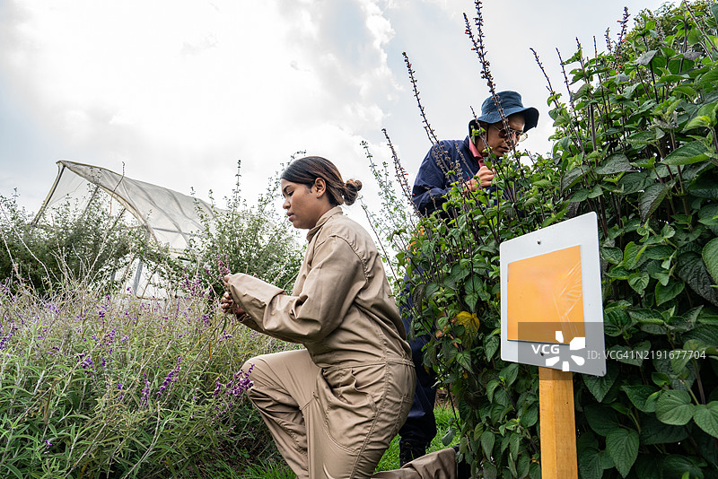 温室内工作的农民工人肖像图片素材