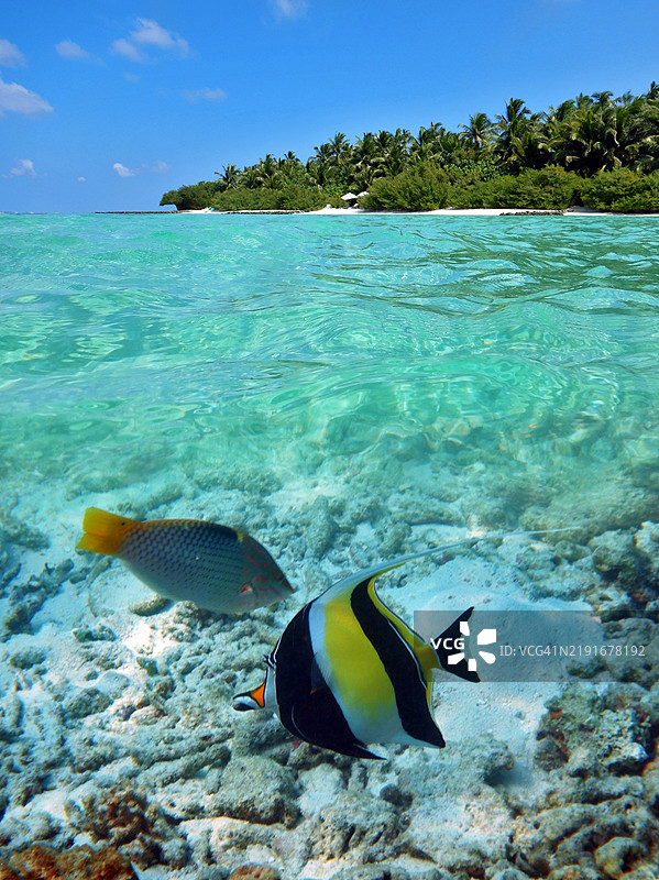 埃姆布杜岛的分层视图，水面上和水下，带有摩尔鱼（Zanclus cornutus），马尔代夫共和国。图片素材