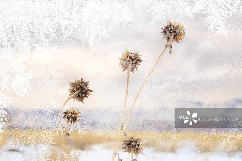 被霜花图案框住的干燥野花图片素材