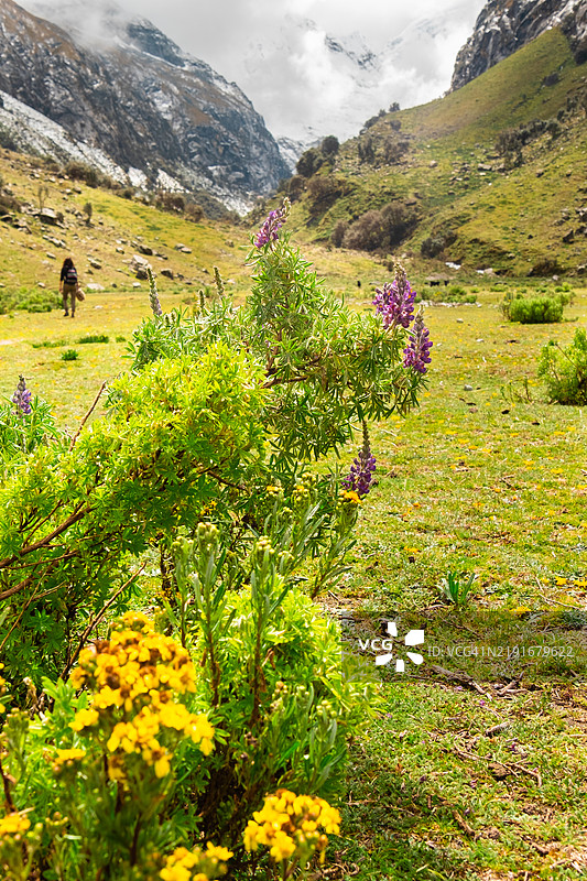 紫色的狼毒花，背景是山脉，一位正在徒步旅行的女性，位于秘鲁的华斯卡兰国家公园。图片素材