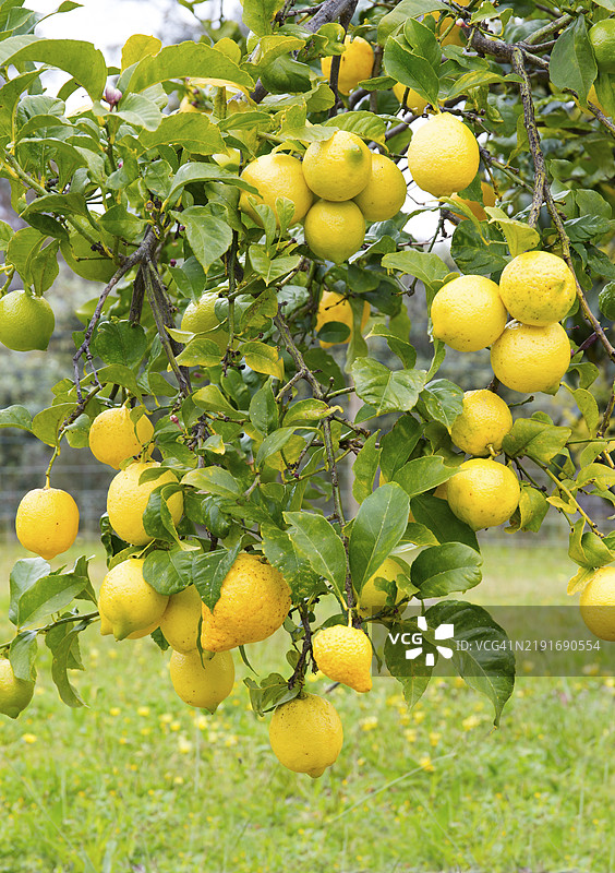 柠檬树图片素材