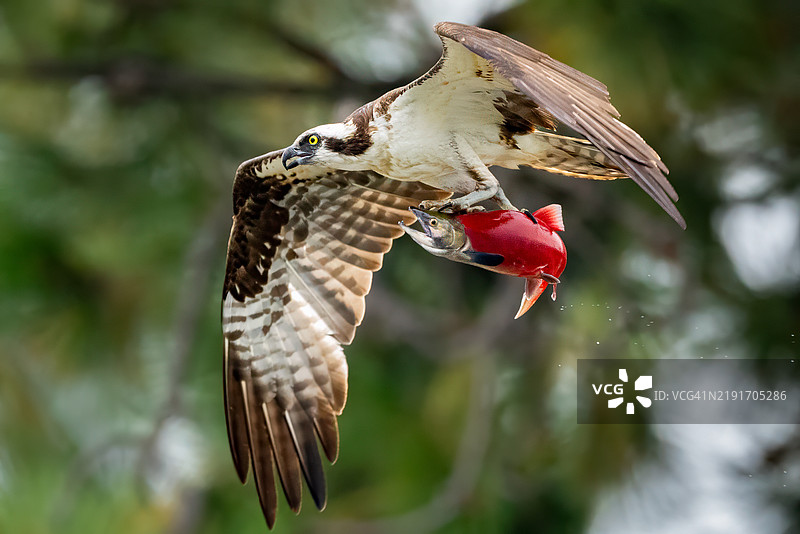 鱼鹰与鱼图片素材