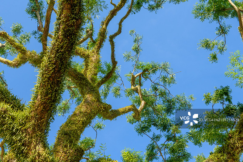 华丽的树木与蓝天图片素材