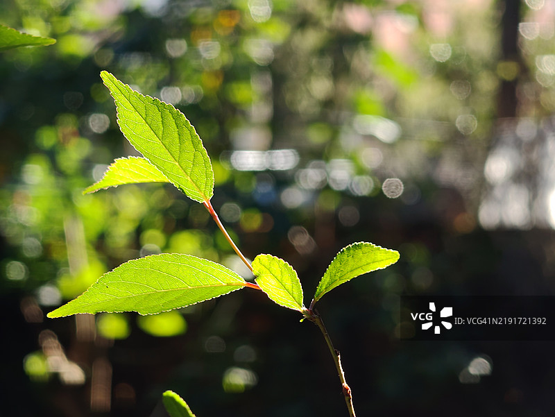 阳光下的绿色叶子与美丽的散景背景图片素材