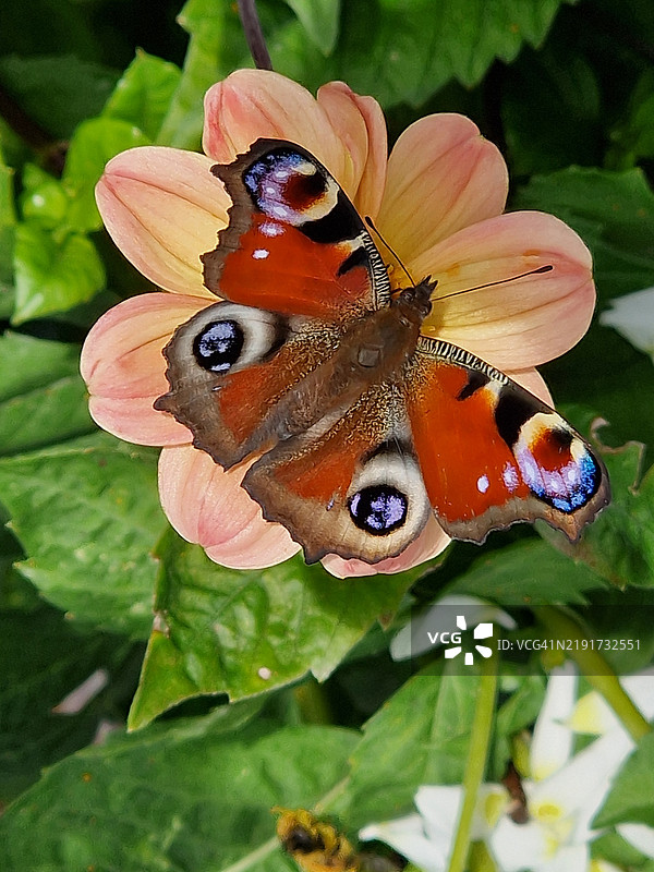 乌斯奎特（Usquert NL）花园中的蝴蝶色彩图片素材