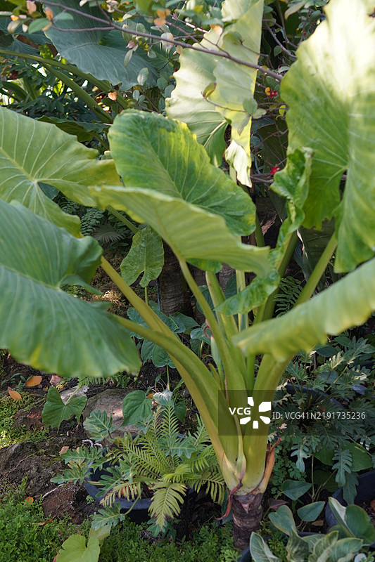 芋头树图片素材