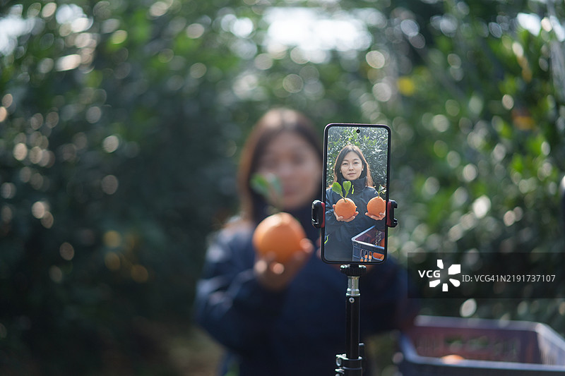 农民在果园里通过手机直播电商销售橙子。图片素材