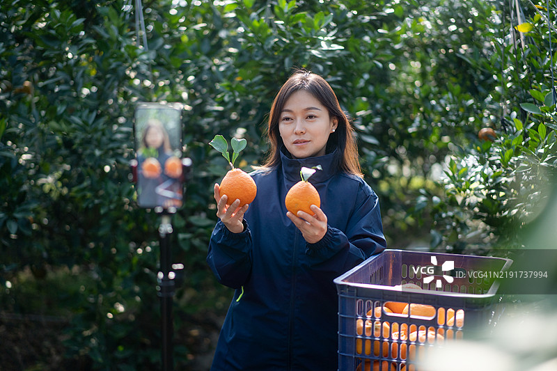 农民在果园里通过手机直播销售橙子。图片素材