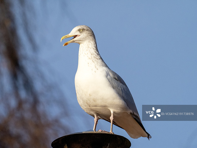 在英国苏格兰东北部的芬德霍恩，一只银鸥（Larus argentatus）。图片素材