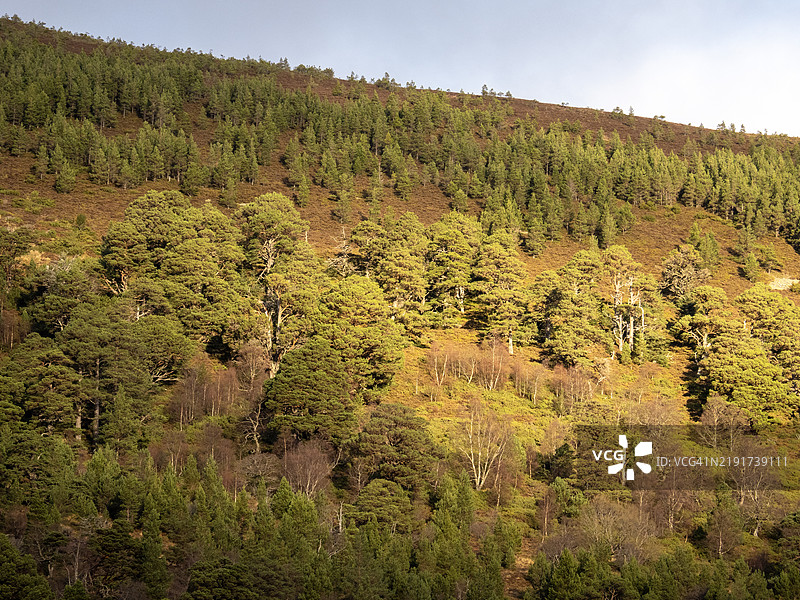 苏格兰高地的卡尔多尼亚松林中的苏格兰松，靠近阿维莫尔，凯恩戈姆国家公园，苏格兰，英国。图片素材