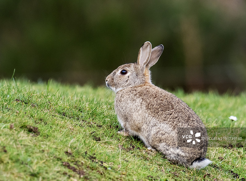 在英国苏格兰东北部的福雷斯，一只兔子（Oryctolagus cuniculus）。图片素材