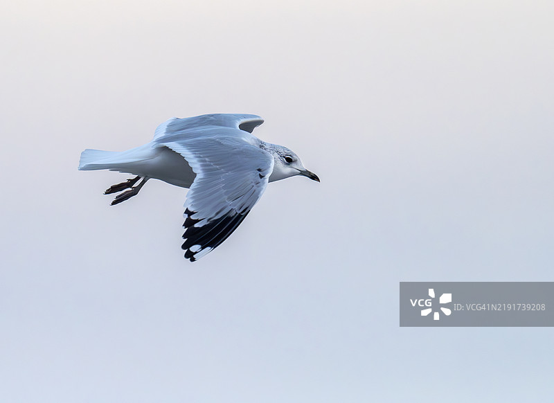 一只普通鸥，拉鲁斯·卡努斯，在苏格兰穆塞尔堡。图片素材