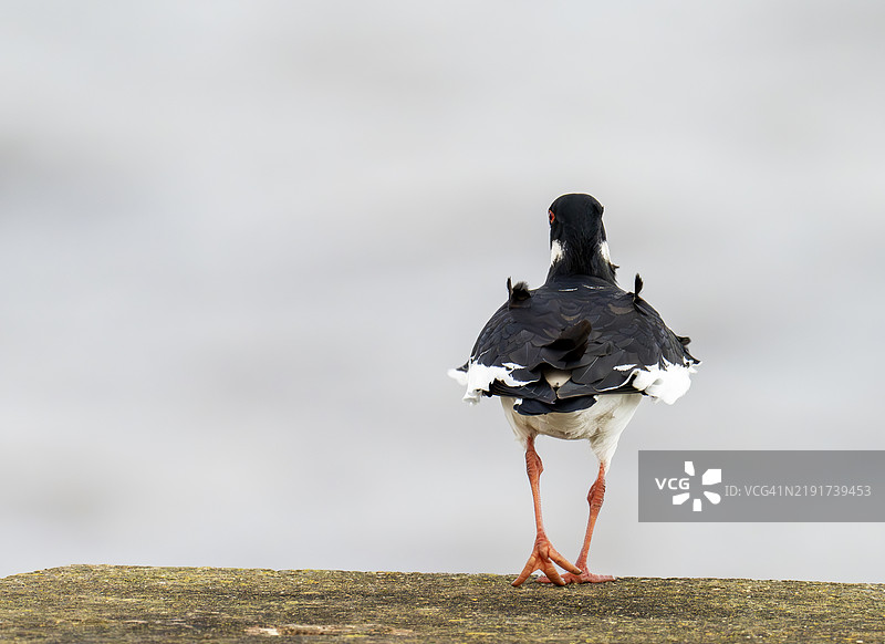 一只欧亚黑嘴鸥（Haematopus ostralegus）在英国苏格兰穆斯尔堡被风吹得摇摇欲坠。图片素材