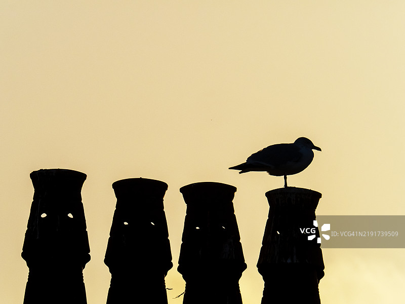 一只银鸥（Larus argentatus）在苏格兰莫雷郡的伯格海德一座房屋的屋顶上，日出时分。图片素材