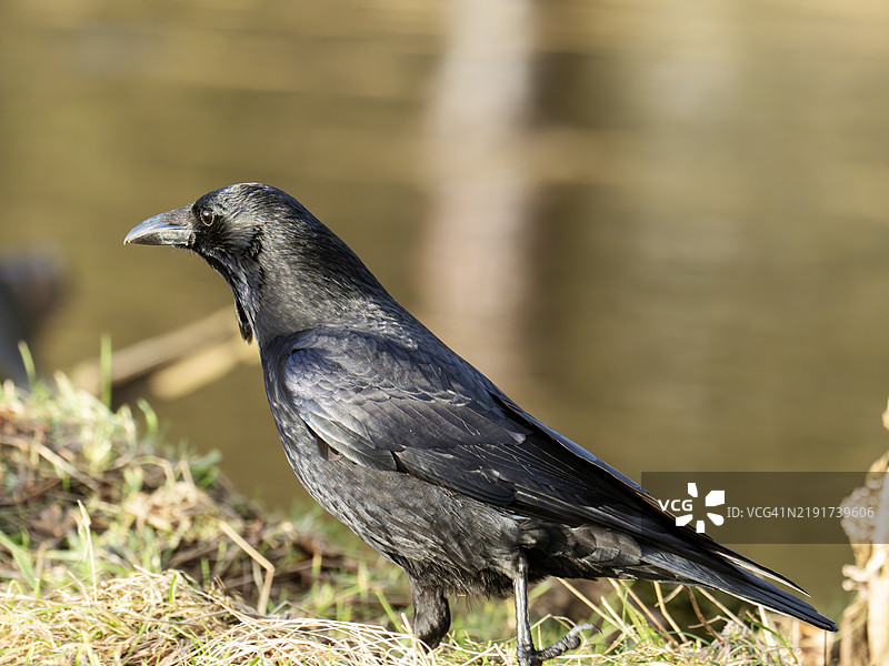 在英国湖区安布尔赛德的一只秃鹫，学名为Corvus corone。图片素材