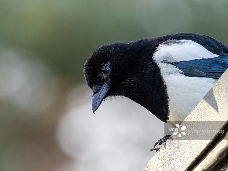 在英国苏格兰莫雷的芬德霍恩，一只喜鹊（Pica pica）。图片素材