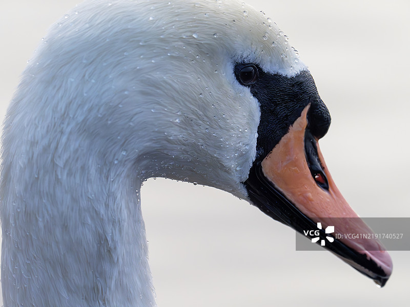 一只无声天鹅，学名Cygnus olor，位于英国湖区的安布尔赛德。图片素材