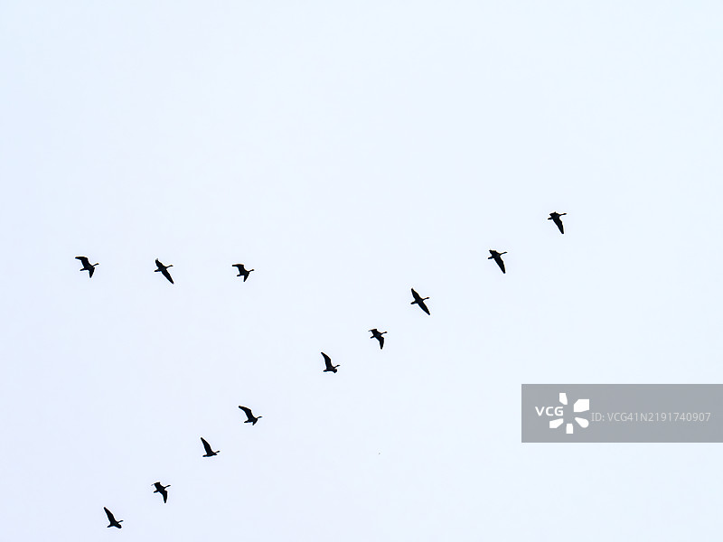 一群粉脚鹅（Anser brachyrhynchus）在英国湖区的安布尔赛德上空飞翔。图片素材