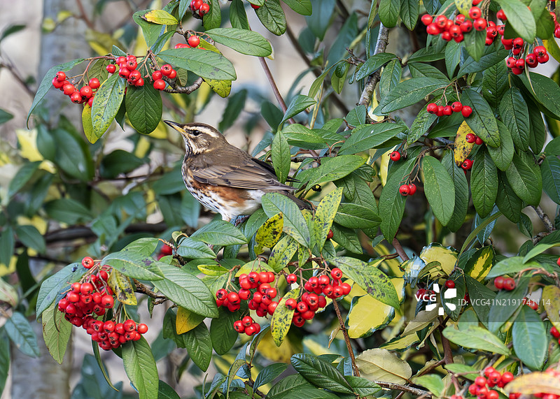 在英国湖区的安布尔赛德，红翼鸫（Turdus iliacus）。图片素材