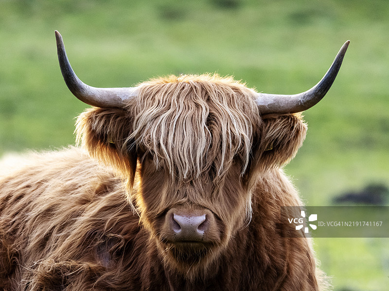 在英国诺森伯兰的班布里赫，一头高地牛。图片素材