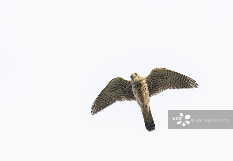 一只红隼（Falco tinnunculus）在英国诺森伯兰郡的班堡飞翔。图片素材