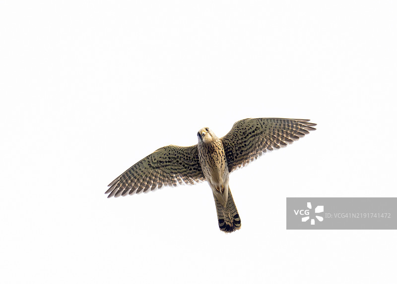 一只红隼（Falco tinnunculus）在英国诺森伯兰郡的班堡飞翔。图片素材