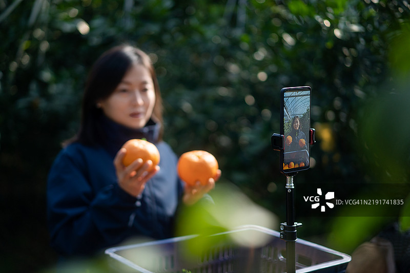 农民在果园里通过手机直播销售橙子。图片素材