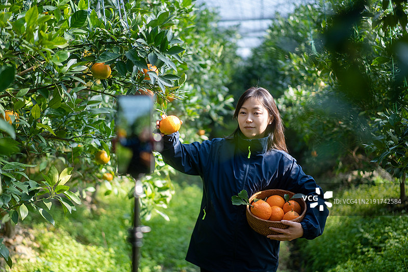 农民在果园里通过手机直播电商销售橙子。图片素材