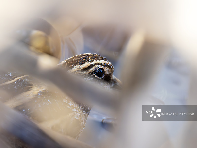 在英国兰开夏郡博兰森林的沼泽中，一只小鹬（Lymnocryptes minimus）。图片素材