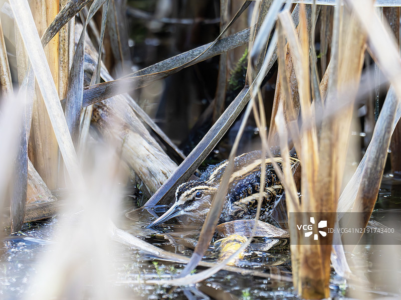 一只小鹬（Lymnocryptes minimus）在英国兰开夏郡的博兰森林沼泽中。图片素材