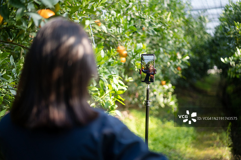农民在果园里通过手机直播销售橙子。图片素材