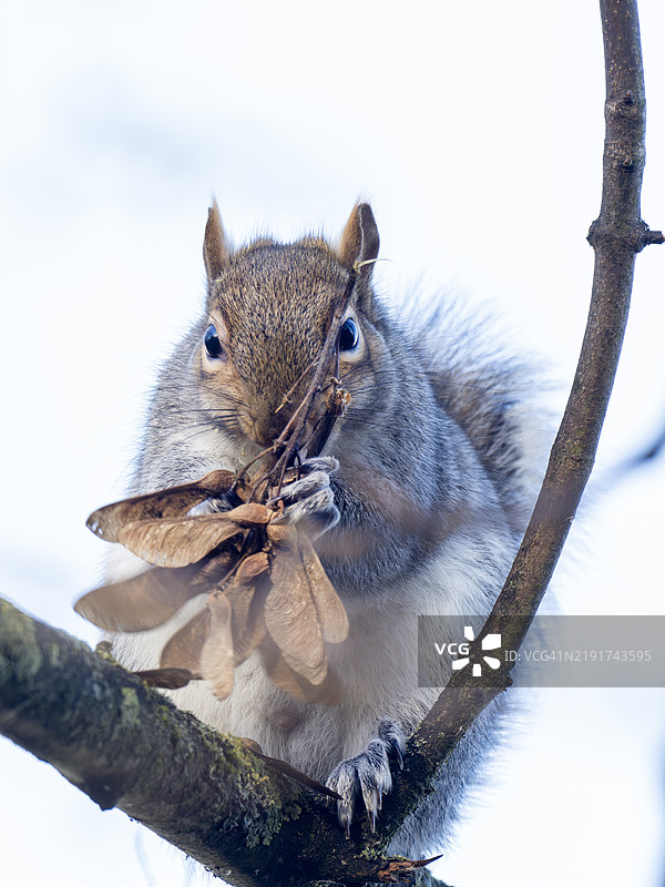 一只灰松鼠（Sciurus carolinensis）在英国兰开夏郡伯恩利的汤利公园的树上觅食种子。图片素材