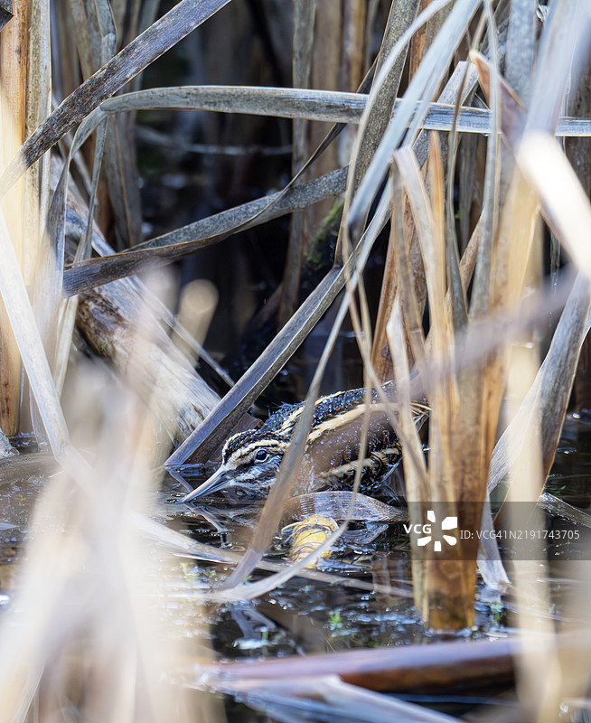 在英国兰开夏郡博兰森林的沼泽中，一只小鹬（Lymnocryptes minimus）。图片素材