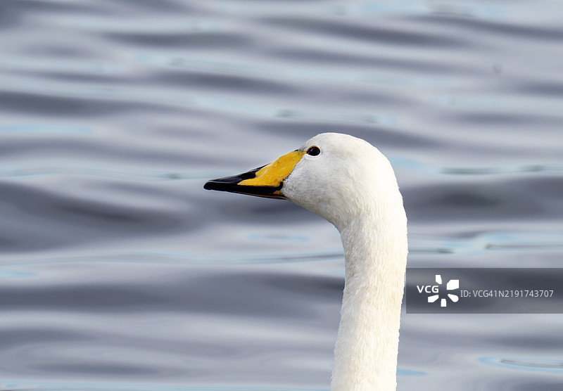 一只大天鹅，学名Cygnus cygnus，位于英国兰开夏郡卡恩福斯的松湖。图片素材