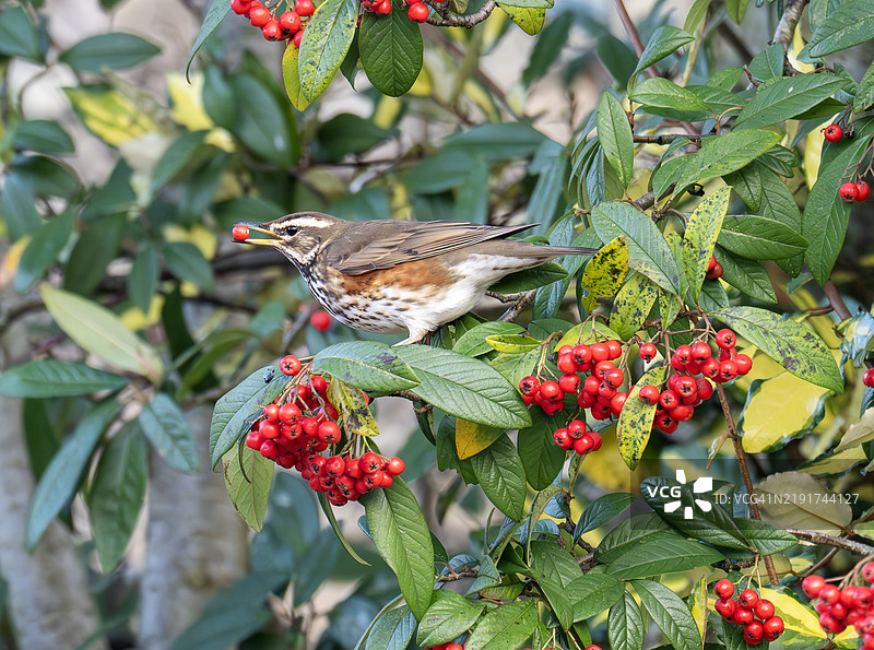 在英国湖区安布尔赛德的红翼鸫（Turdus iliacus）。图片素材