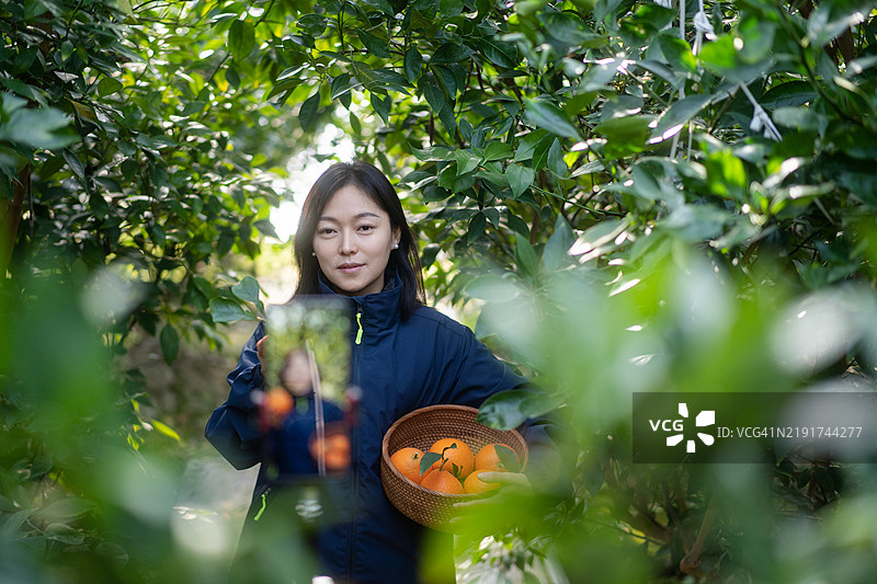 农民在果园里通过手机直播电商销售橙子。图片素材